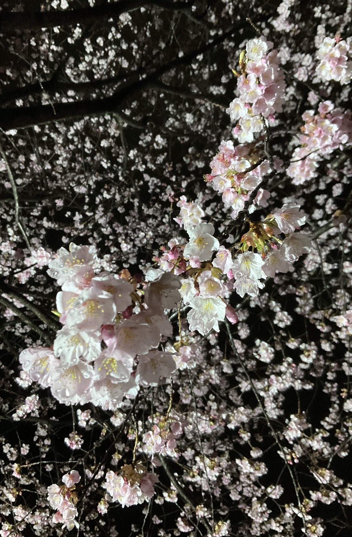 ３月６日　撮影